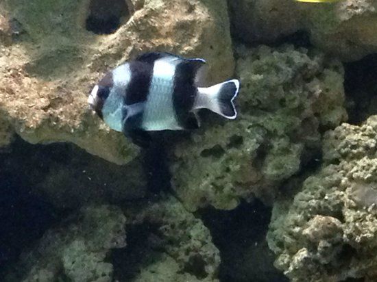 Sea Life Adventure